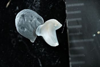 Media type: image;   Malacology 169904 Description: Digital documentation photo of preserved specimen.;